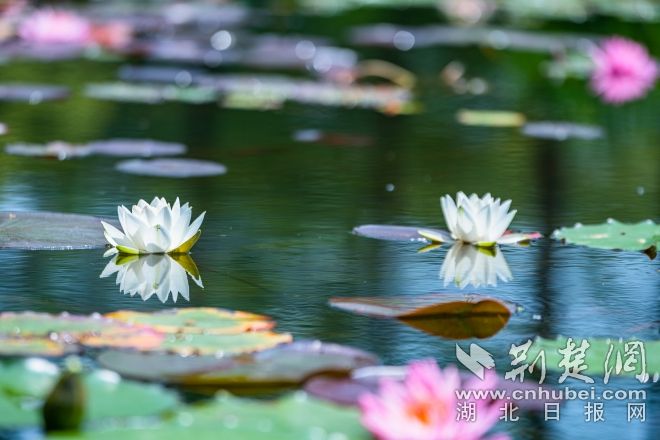 睡蓮展示區(qū)景觀 江濤視覺(jué)攝 (1).jpg.jpg