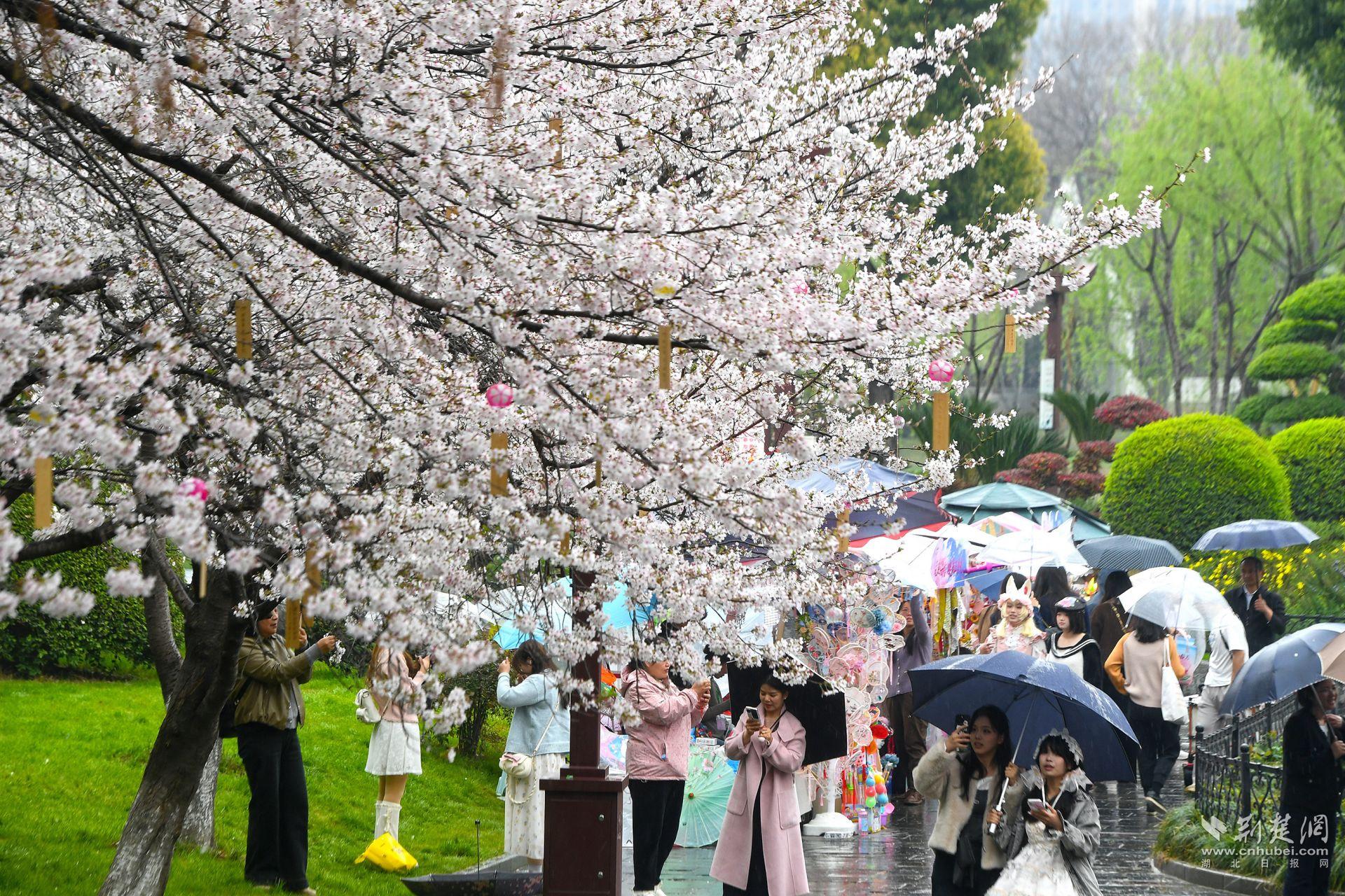 市民在堤角公園雨中賞櫻，1300余株櫻花按花期分為早、中、晚三期，紅粉白綠四色交織，花期可持續(xù)至四月上旬，游客總能找到心頭好.j
